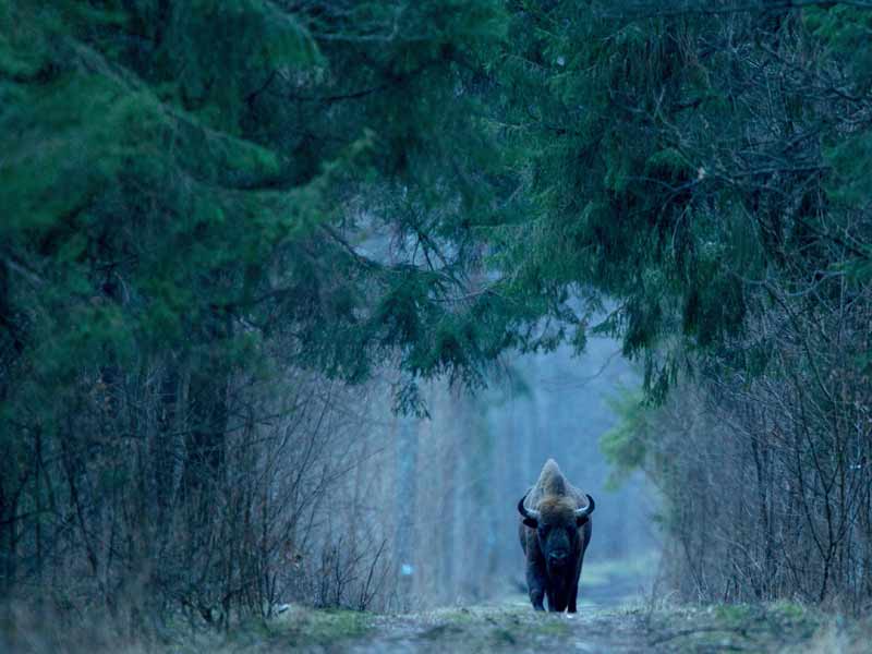 Białowieża Forest Białowieża Forest